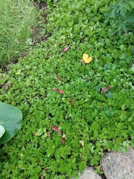 Photo of free Garden plants, Bergenia, Lily of the valley etc (Orrell WN5) #1
