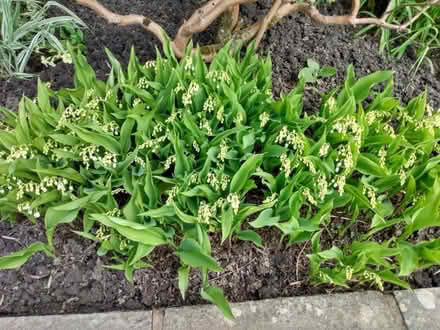 Photo of free Garden plants, Bergenia, Lily of the valley etc (Orrell WN5) #3