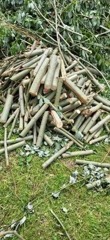 Photo of free Cut Tree branches (Huyton Quarry L36) #1