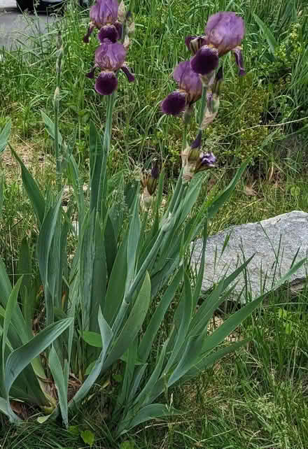 Photo of free Irises (South shore) #2