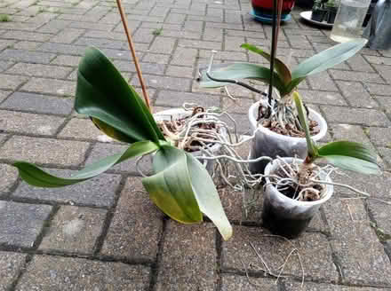 Photo of free Three orchids in need of care and attention (Skerton LA1) #1