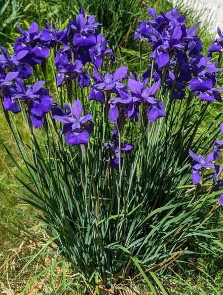 Photo of free Irises (South shore) #1