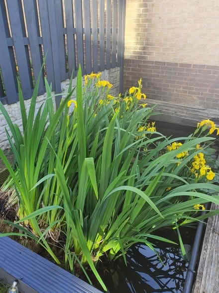 Photo of free Pond plants (S2 wybourn) #1