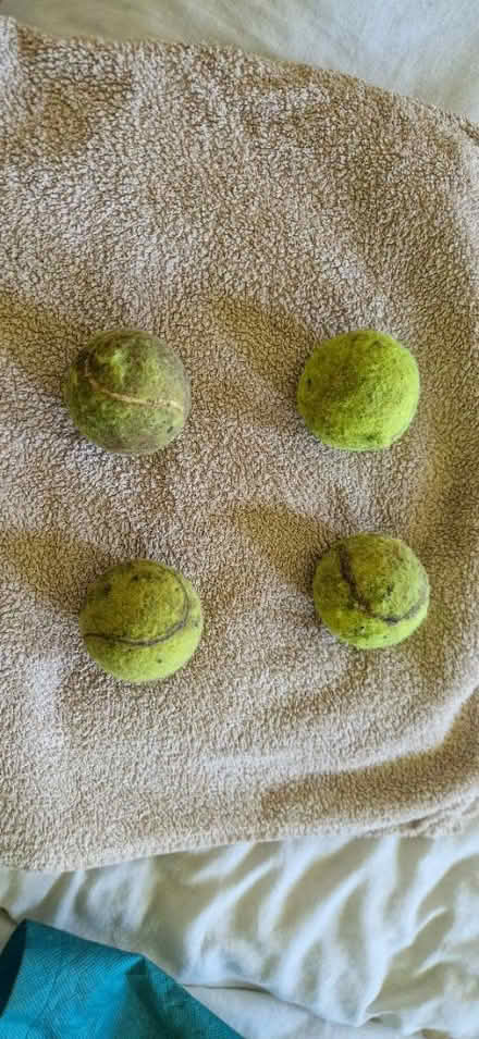 Photo of free Dog tennis balls (GL12) #1