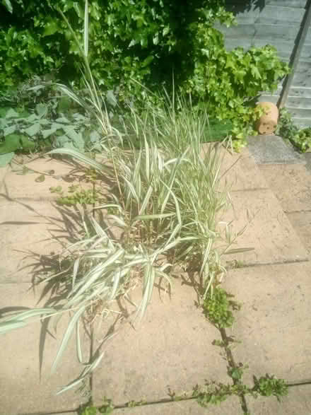 Photo of free Ornamental Grass (DA8) #1