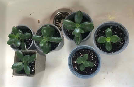Photo of free Jade plants (Cripps Corner Rd TN32) #1