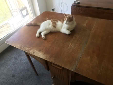 Photo of free Drop leaf dining table (Sutton SM1) #3