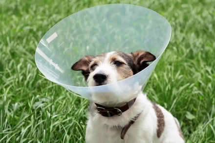 Photo of Plastic cone - used for pets after surgery (New Marston OX3) #1