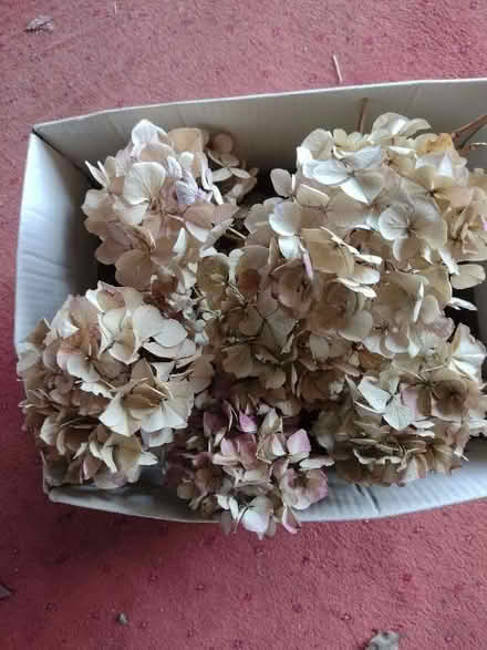 Photo of free Dried Hydrangeas (Little Sutton CH66) #1
