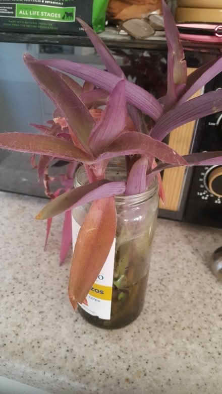 Photo of free Rooted Tradescantia cuttings (Woodingdean) #1