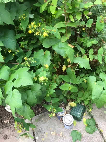 Photo of free Hypericum (Emsworth PO10) #1