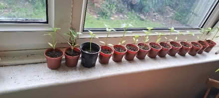 Photo of free Red pepper plants (St Leonards TN38) #1
