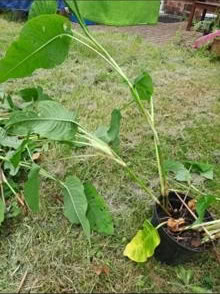 Photo of free Persicaria root divisions (South Gosforth NE3) #2