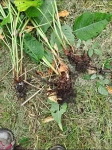 Photo of free Persicaria root divisions (South Gosforth NE3) #3