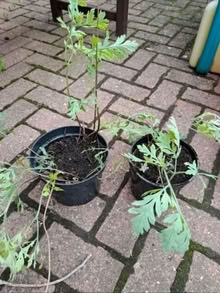 Photo of free Dicentra Bleeding heart plant rooted divisons (South Gosforth NE3) #2