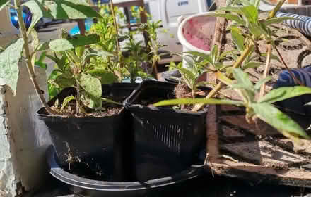 Photo of free Buddhlia cutting/saplings /small plants s (Low Beechburn DL15) #3