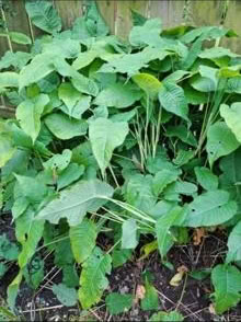 Photo of free Persicaria root divisions (South Gosforth NE3) #1