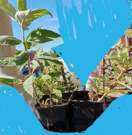 Photo of free Buddhlia cutting/saplings /small plants s (Low Beechburn DL15) #2