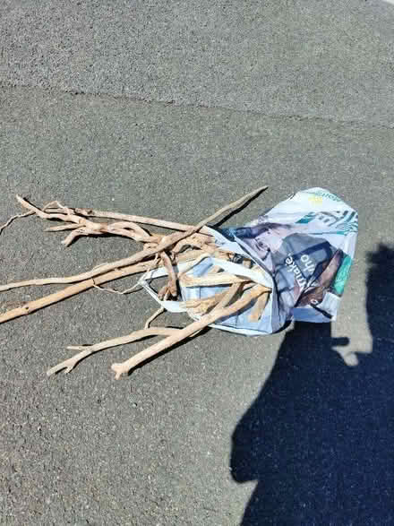 Photo of free Driftwood for craft projects etc (Wells BA5) #1