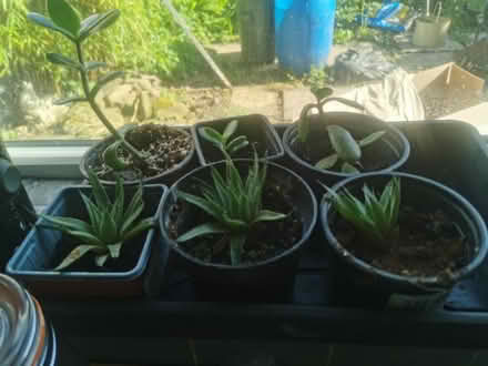 Photo of free 3 of Each Rubber Plants and Lace Aloe (Saltaire BD18) #1