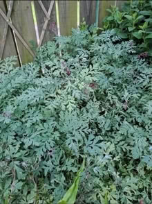 Photo of free Dicentra Bleeding heart plant rooted divisons (South Gosforth NE3) #1