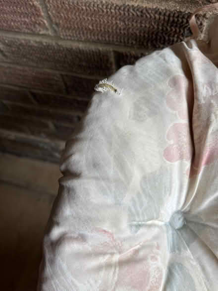 Photo of free Very comfy Cane chair (MK43 7EB) (Harrold Bedfordshire) #3