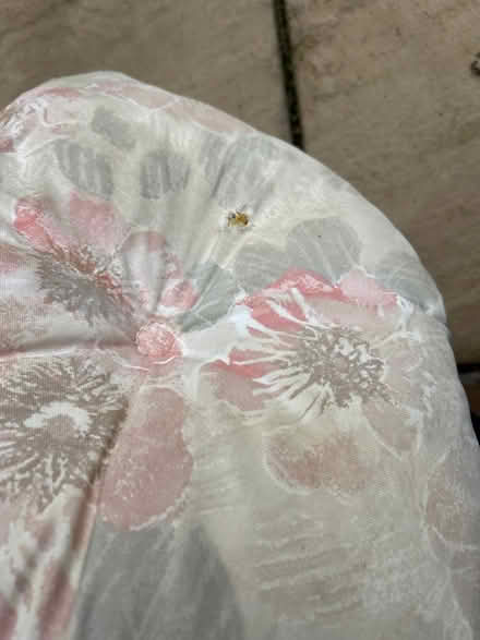 Photo of free Very comfy Cane chair (MK43 7EB) (Harrold Bedfordshire) #4