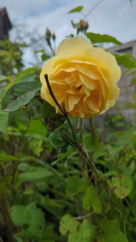 Photo of free Rose plants (Bitterne SO18) #4