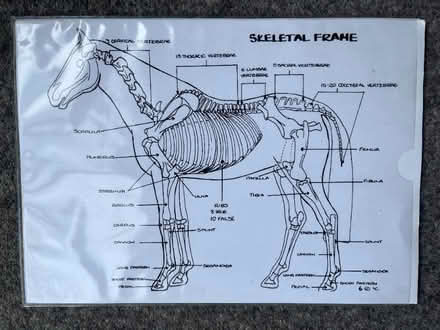 Photo of free HORSE RIDING visual aids x 12 sheets (Lower Morden SM4) #1