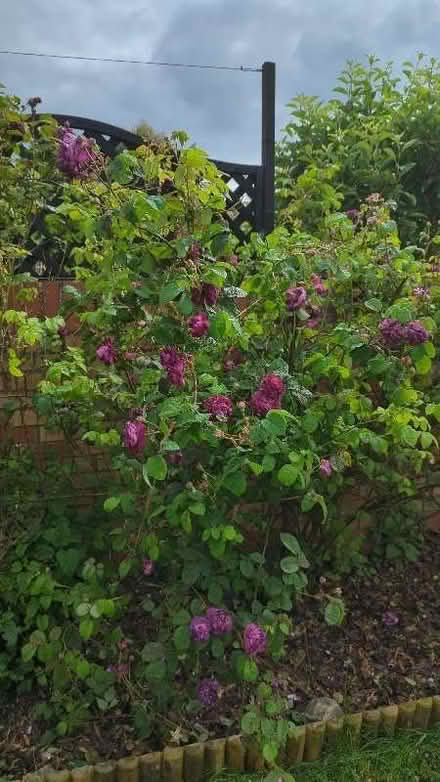 Photo of free Rose plants (Bitterne SO18) #1