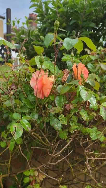 Photo of free Rose plants (Bitterne SO18) #2