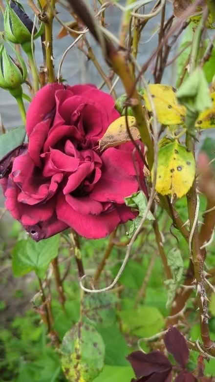 Photo of free Rose plants (Bitterne SO18) #3