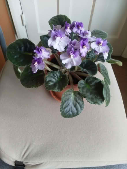 Photo of free African Violet Houseplant (Woodford IG8) #1