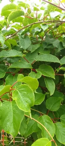 Photo of free Medium Vine Plant Baby Kiwi Actinidia (Sefton L21) #1