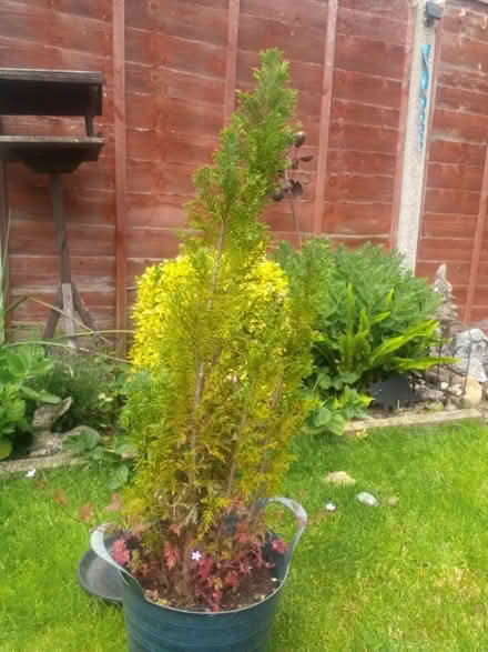 Photo of free Conifer (Lords Wood ME5) #1