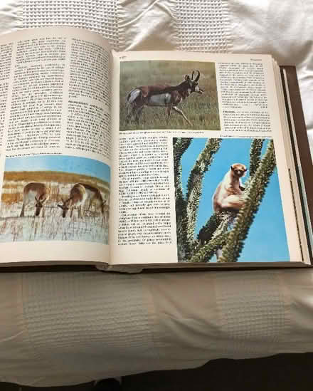Photo of free Encyclopaedia of the Animal World (Bedwell SG1) #2