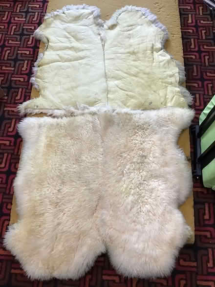 Photo of free Lamb skin rug (Mundy park area) #1