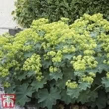 Photo of free Alchemilla Mollis cutting (Morden SM4) #2
