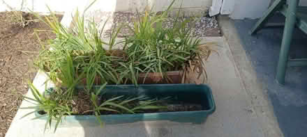 Photo of free Flower planters with plants (Tallaght hospital area) #1