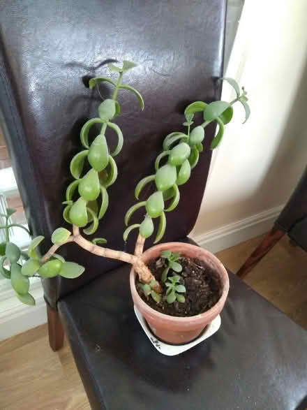 Photo of free Money plant - also known as jade plant or crassula. (Plumpton CA11) #1
