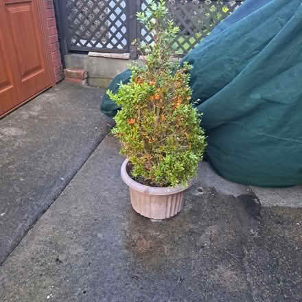 Photo of free Shrub and plant pot (Bowerham LA1) #1