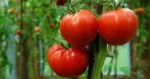 Photo of Spare tomato seedlings (Temple Cowley OX4) #1