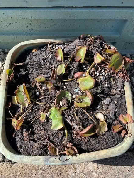 Photo of free Water lilies (Forest Green GL6) #1