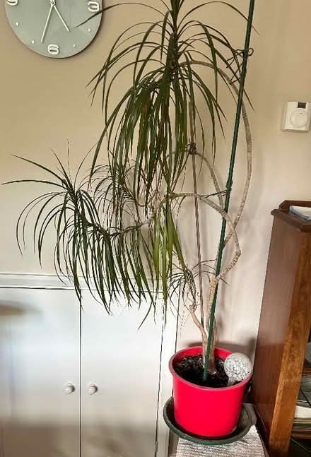 Photo of free Indoor plant (Headington Quarry OX3) #1