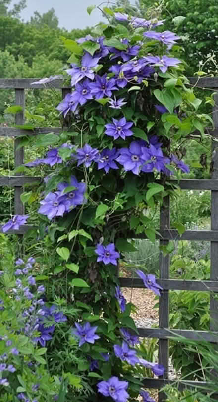 Photo of Clematis cuttings (Ajax) #1