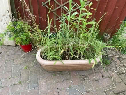 Photo of free Planters (Billericay) #1