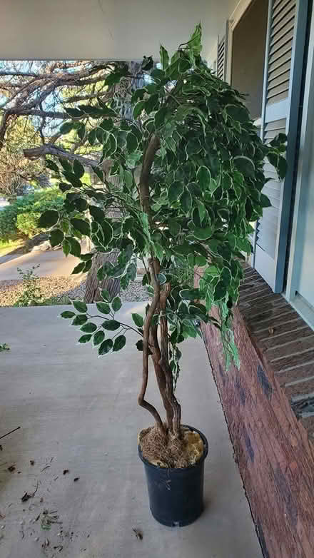 Photo of free Artificial Ficus tree (Table Mesa) #1