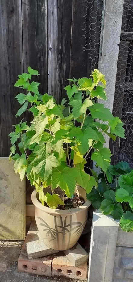 Photo of free Blackcurrant bush (NG8) #1
