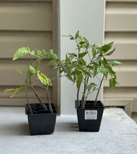 Photo of free 6 Tomato Plants (Orchards of Bartlett) #1
