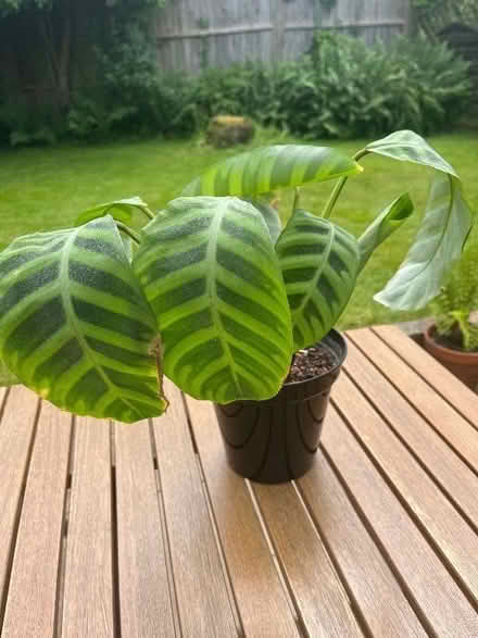 Photo of free House Plant (Winkfield Row RG42) #1